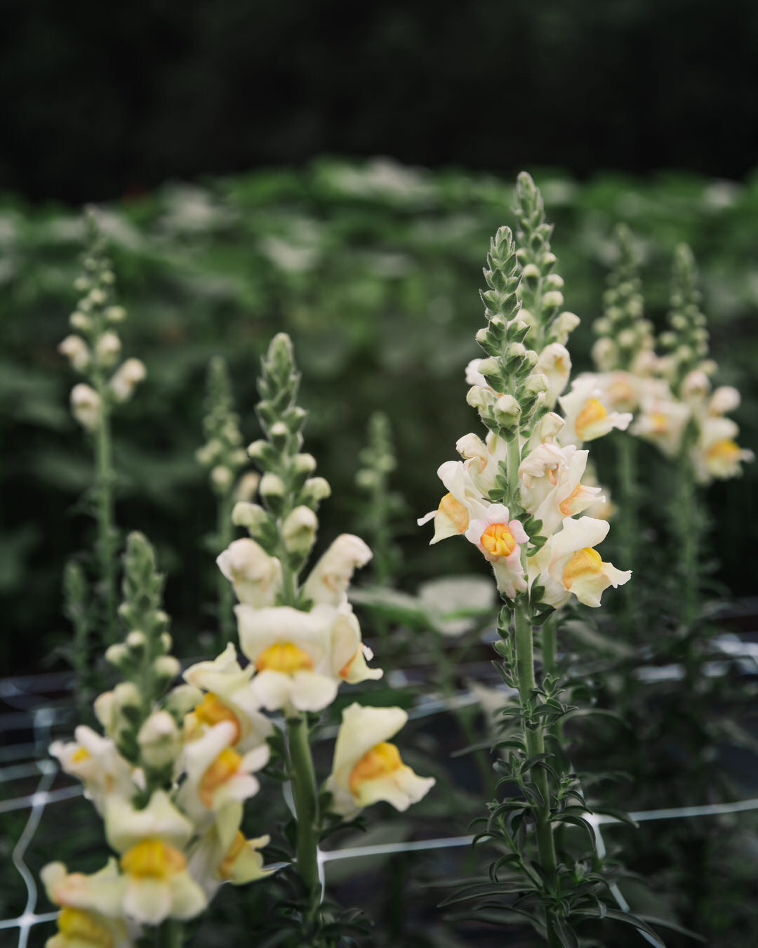 Avignon Costa Apricot Snapdragon Seeds