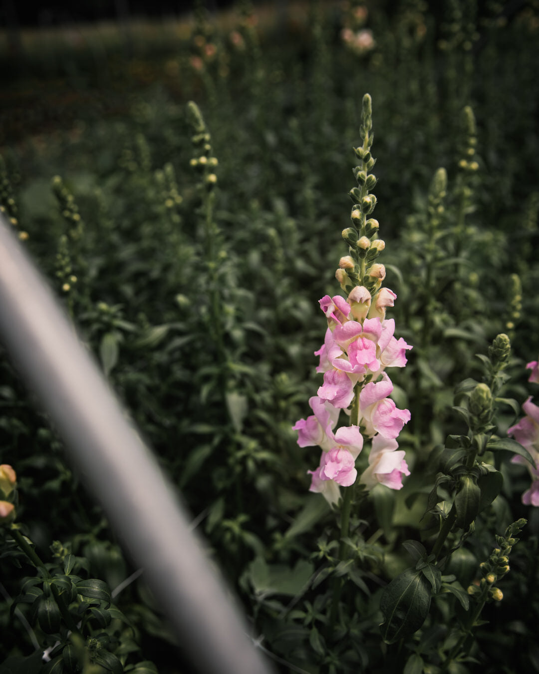 Snapdragon 'Legend™ Light Pink'