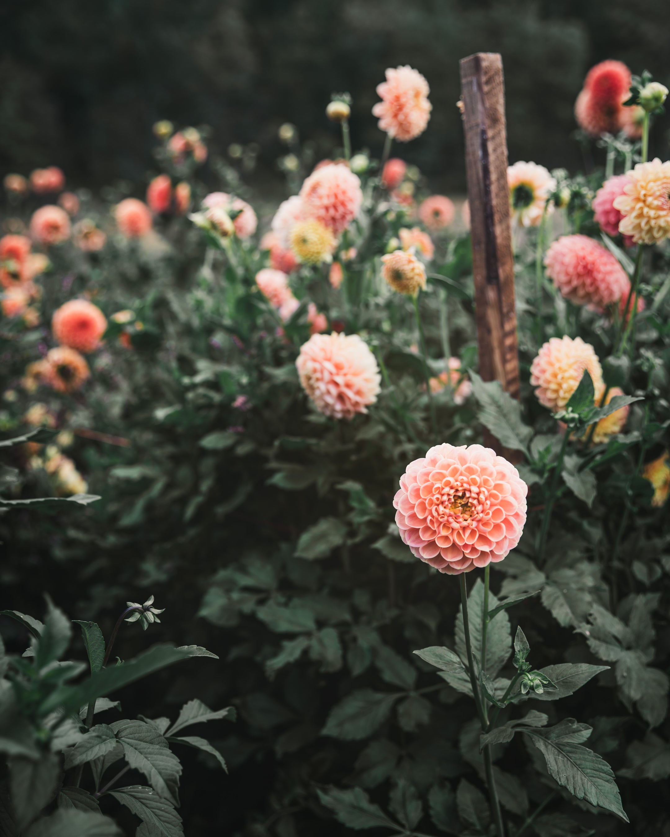 Dahlia Tuber Sale Crichton Honey