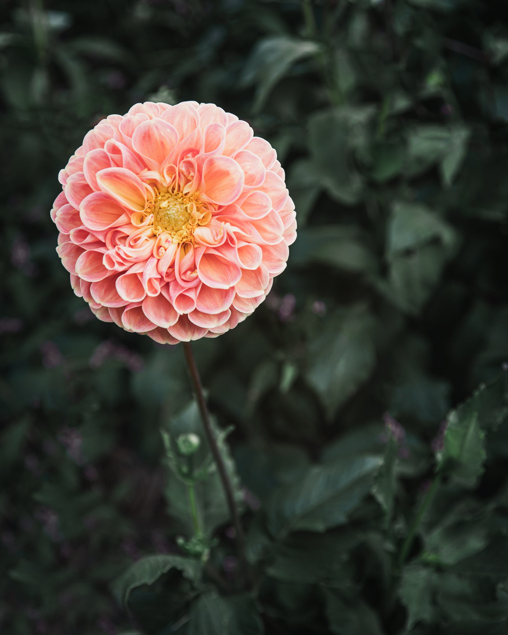 Dahlia Tuber Sale Crichton Honey