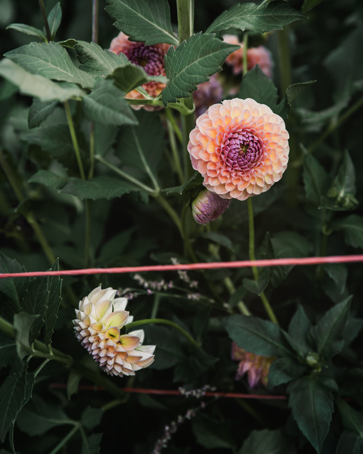Dahlia Tuber Sale Jowey Winnie