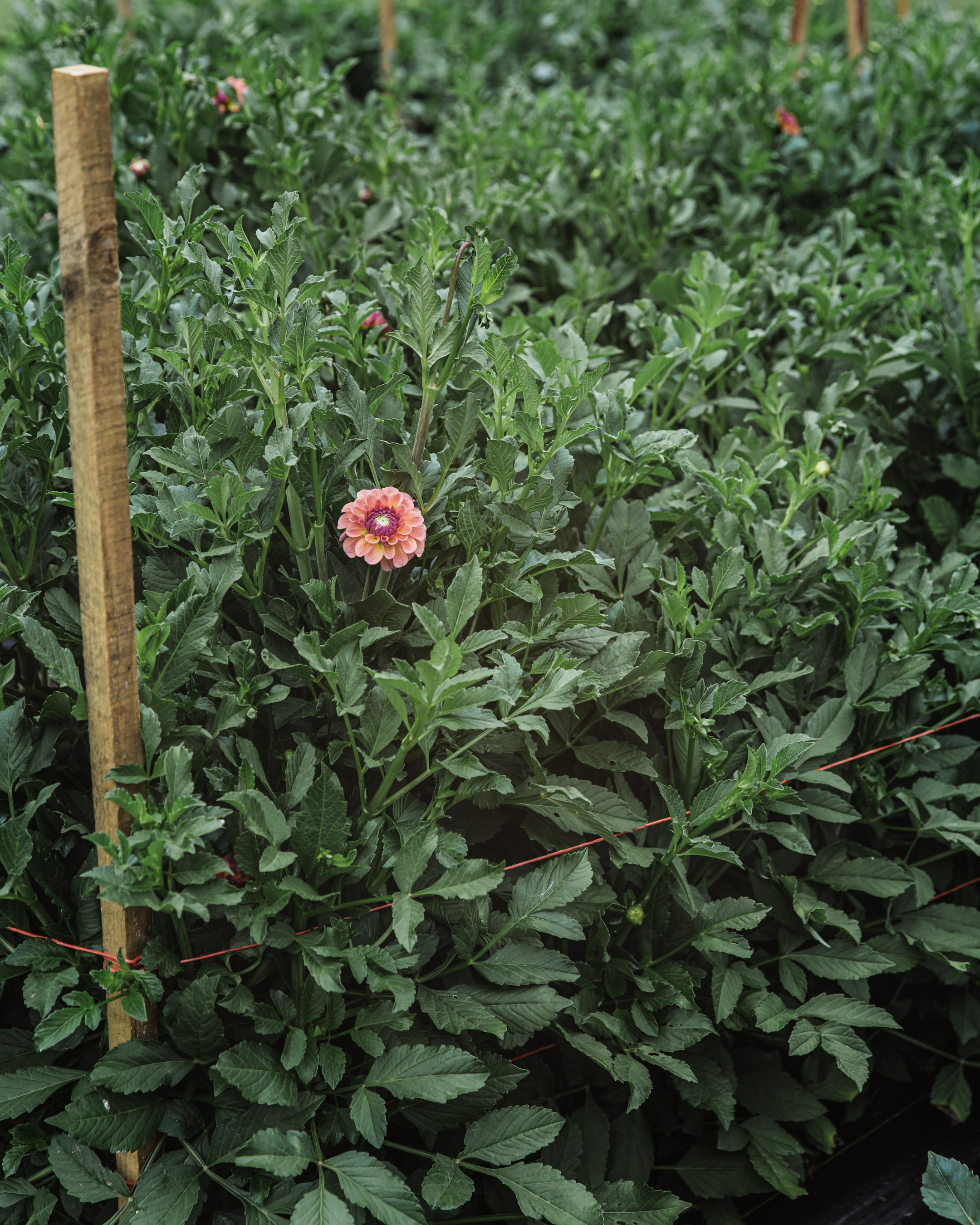 Dahlia Tuber Sale Chewy