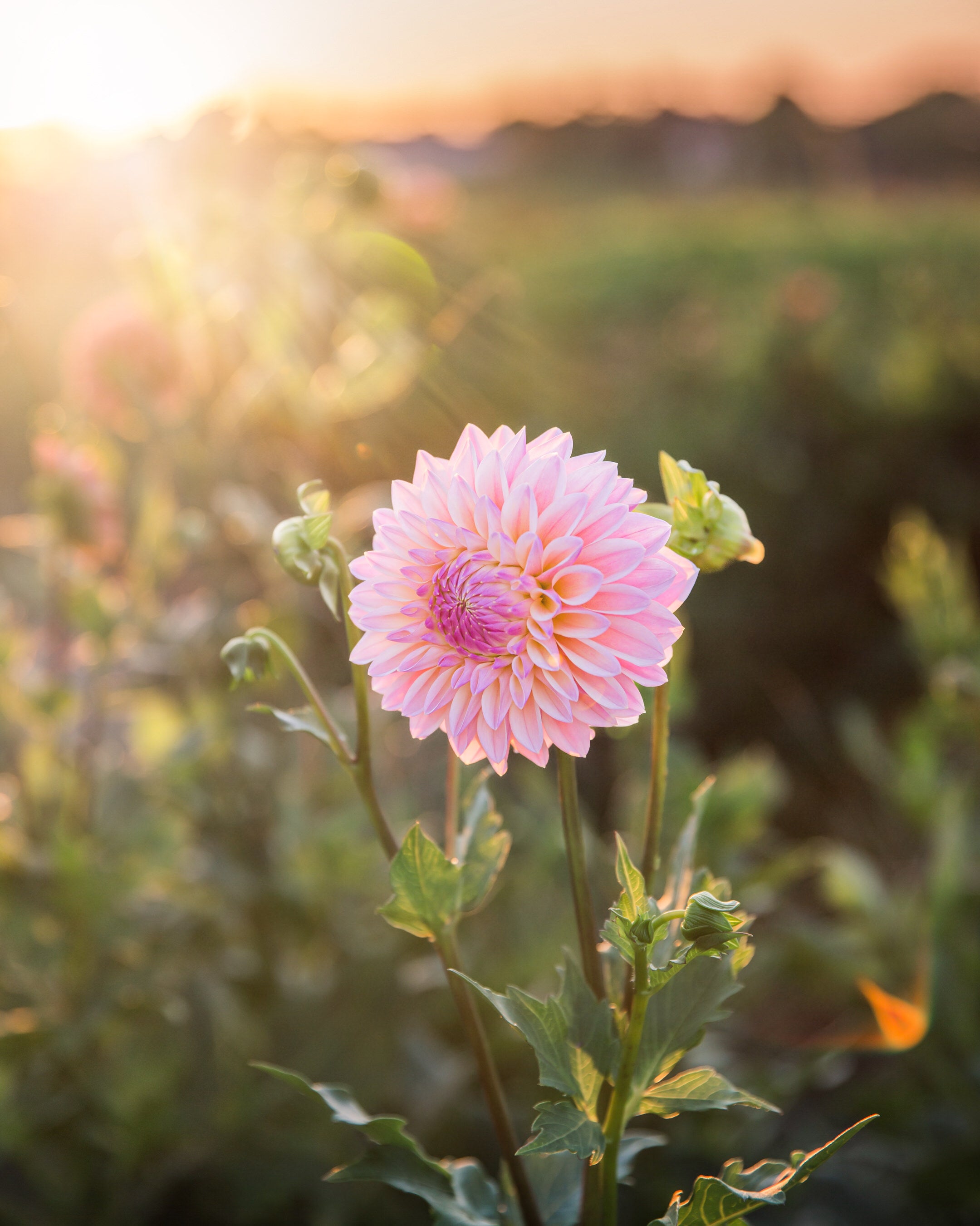 Dahlia Coralie Tube Sale