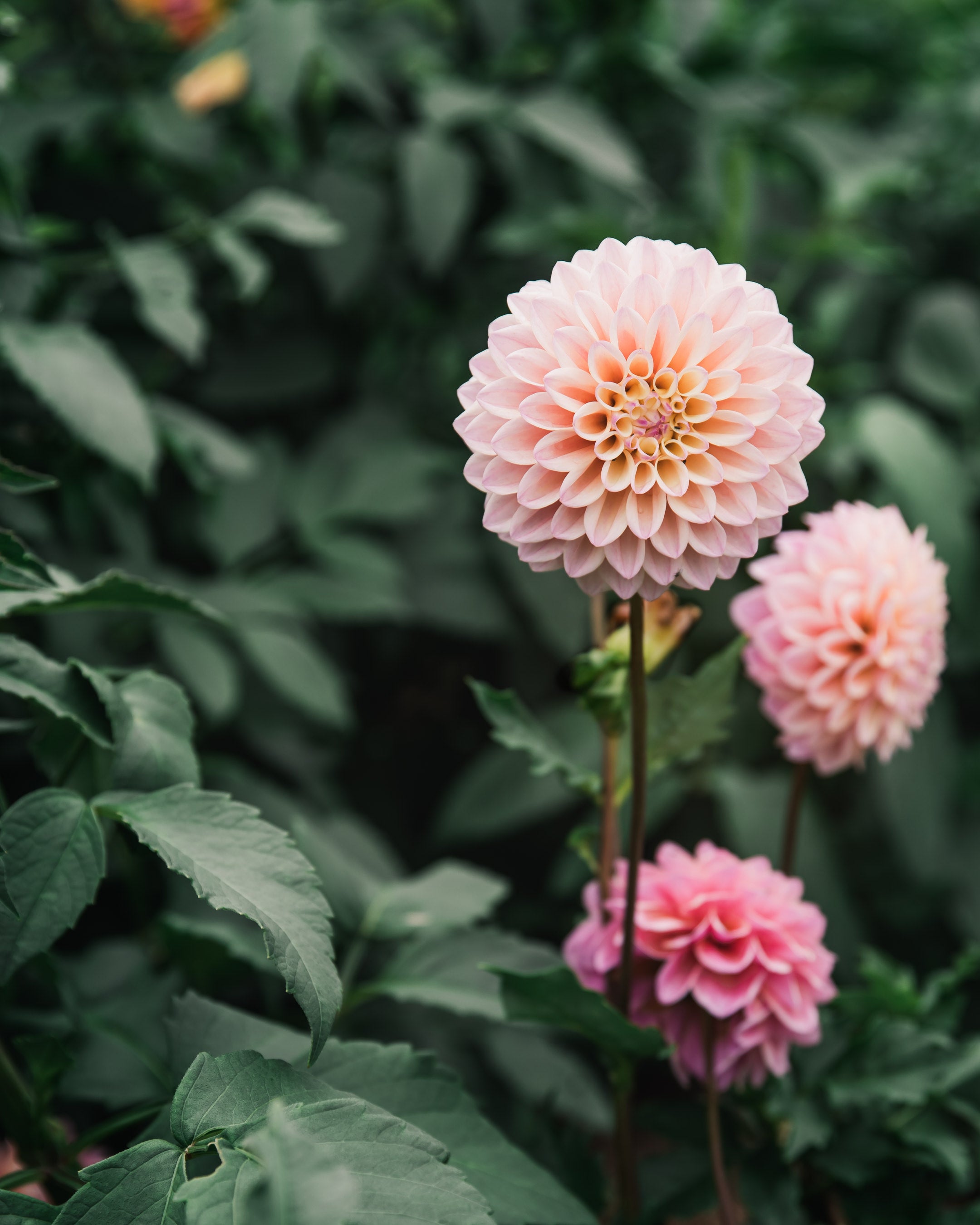Dahlia Coralie Tube Sale