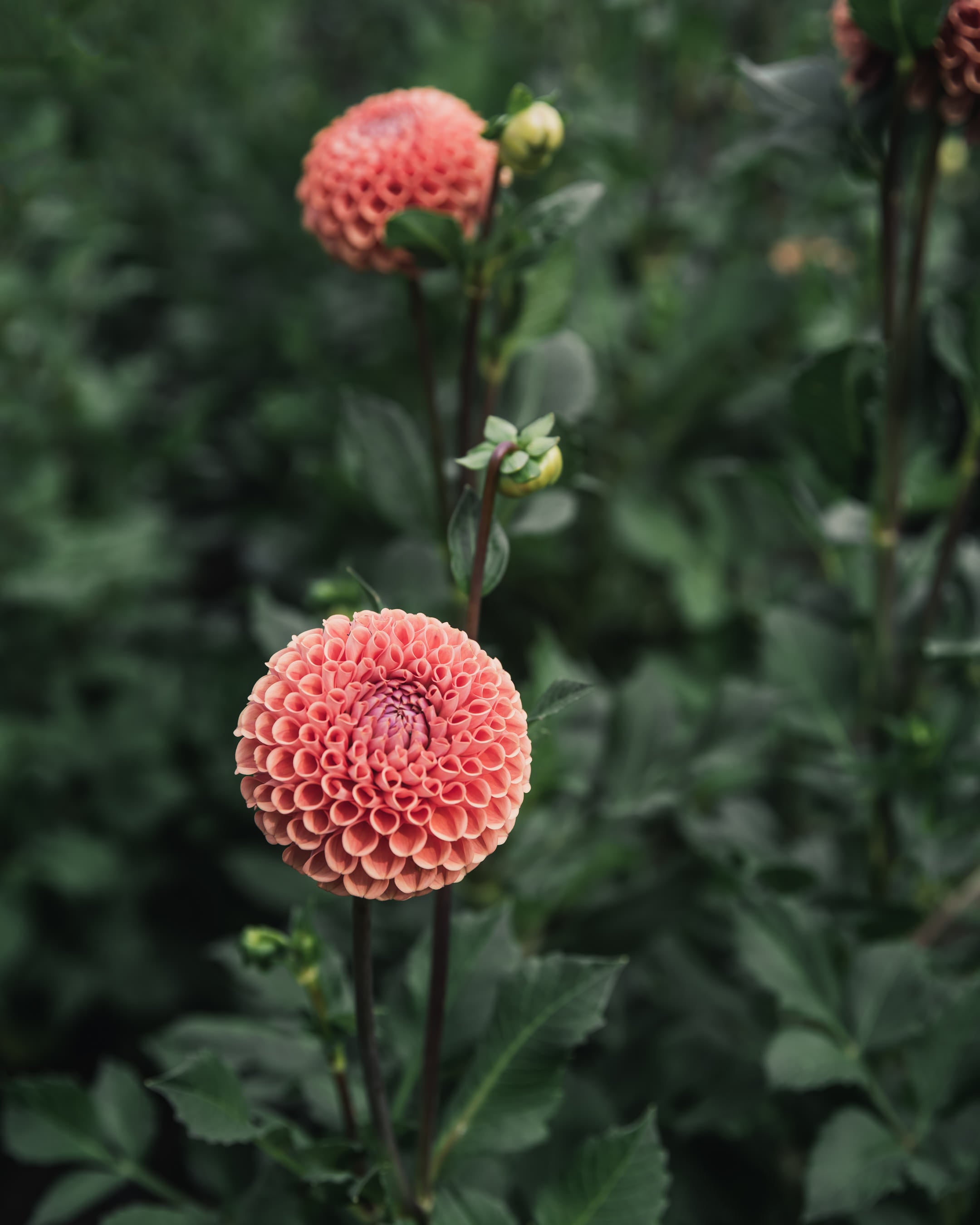 Dahlia Tuber Sale Cornel Bronze