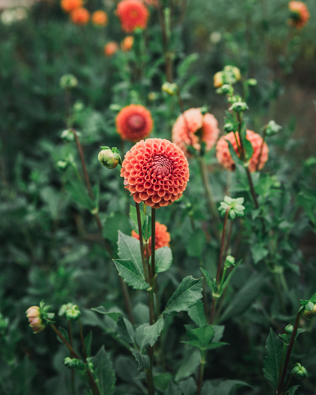 Dahlia Tuber Sale Cornel Bronze