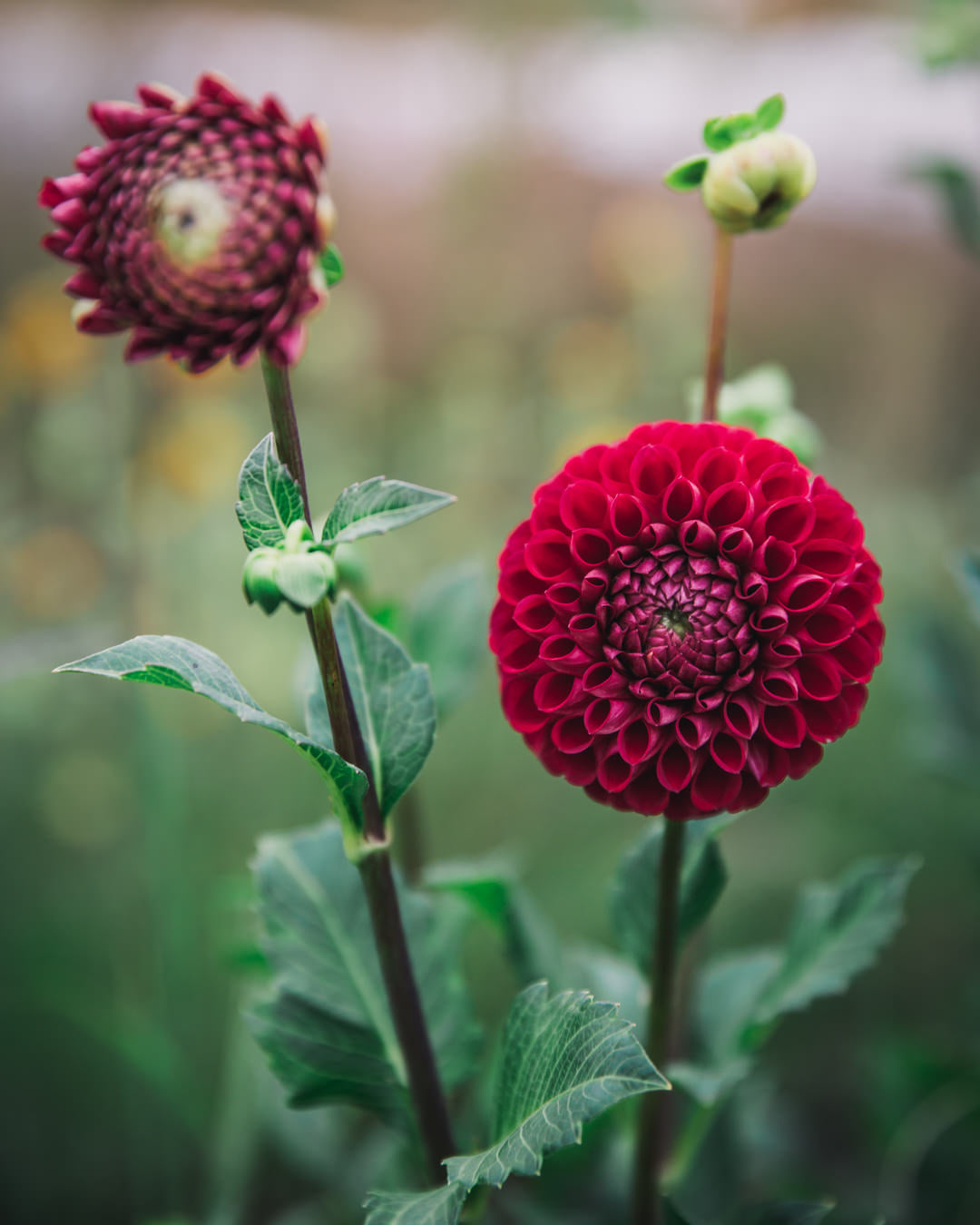 Dahlia Tuber Sale Cornel