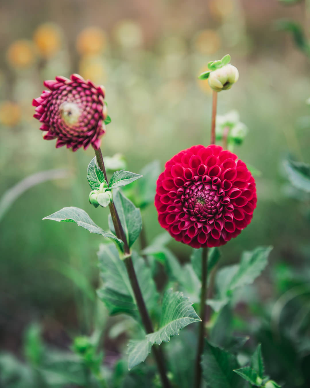 Dahlia Tuber Sale Cornel