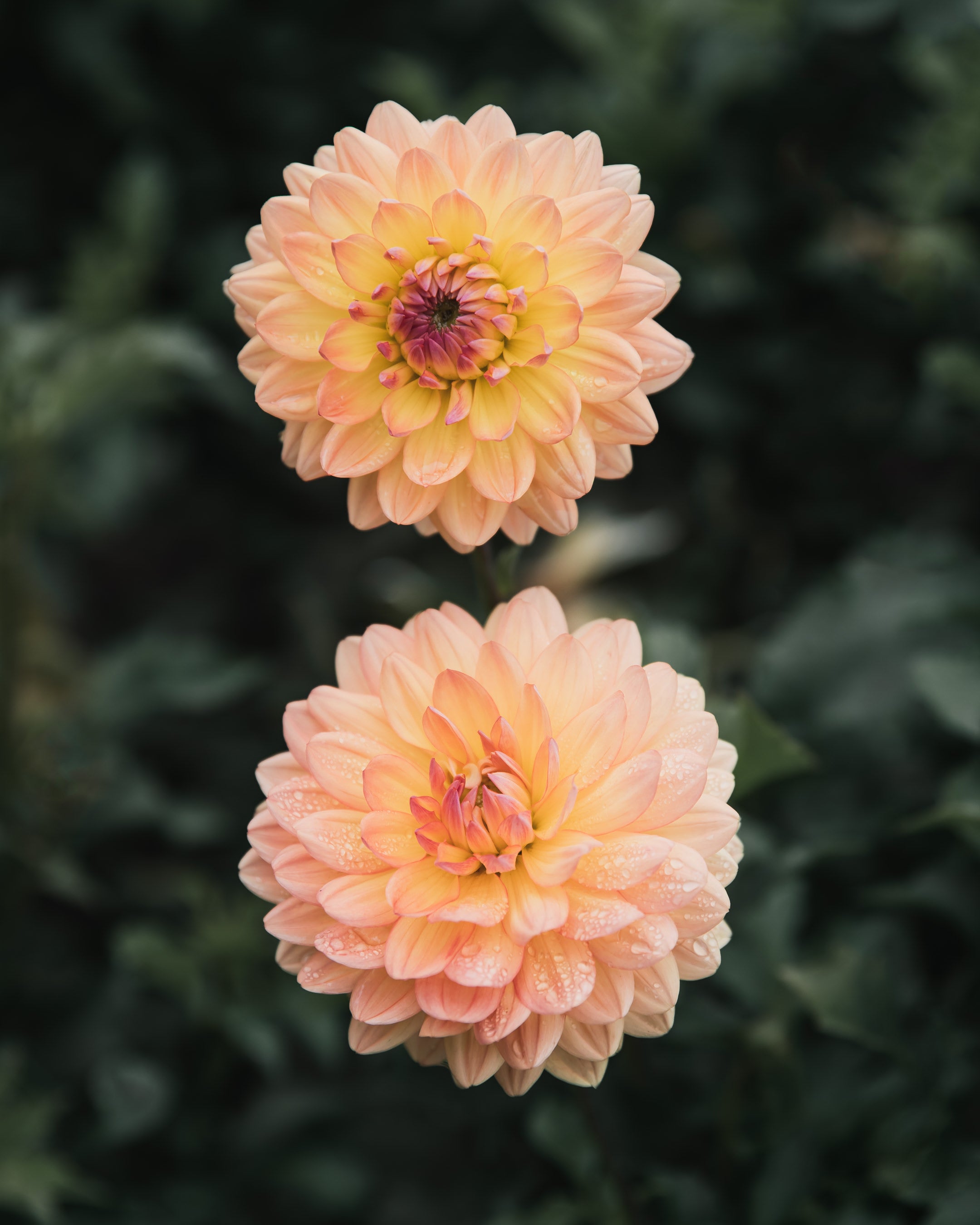 Dahlia Tuber Sale Gabrielle Marie