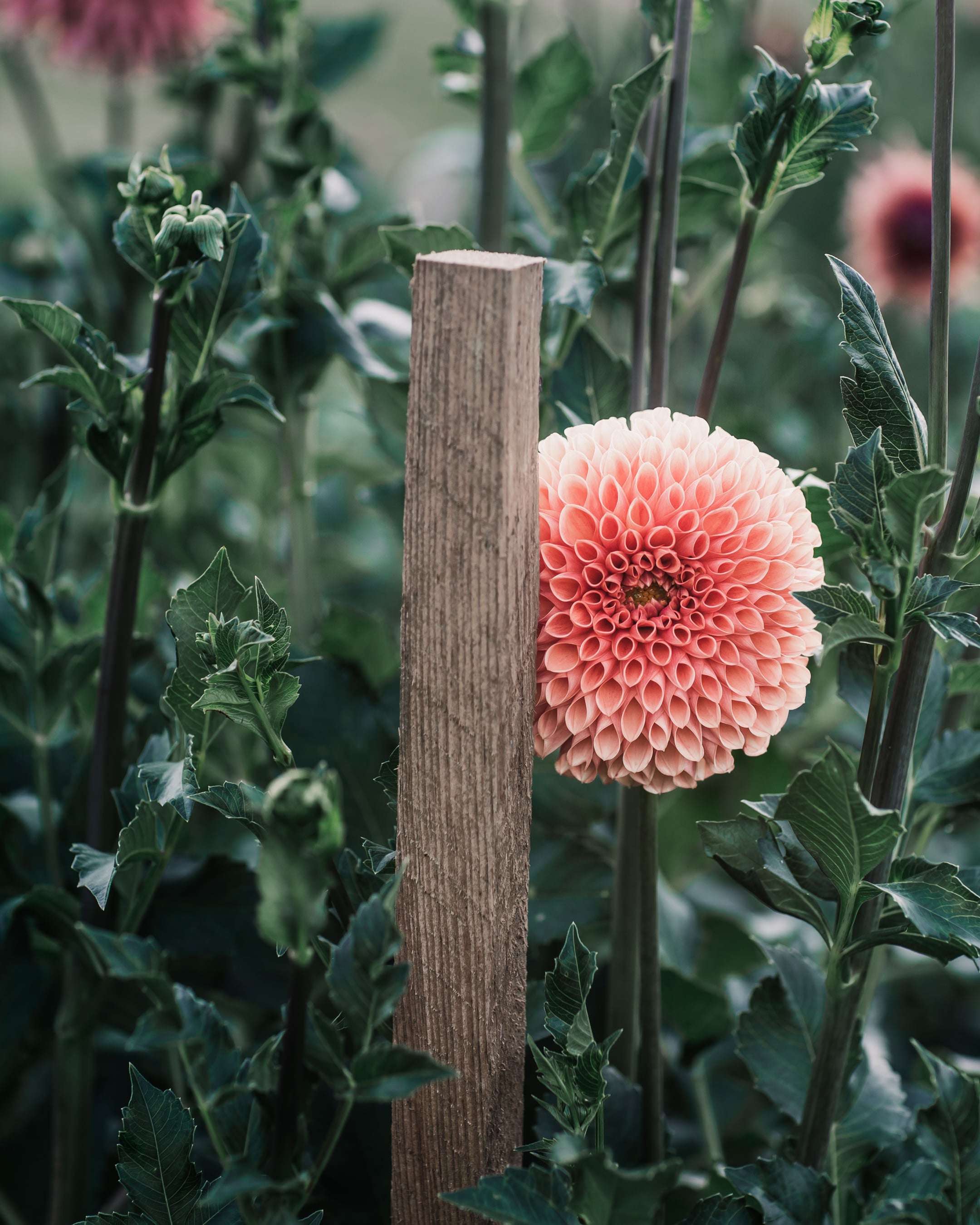 Dahlia Tuber Sale Jowey Linda