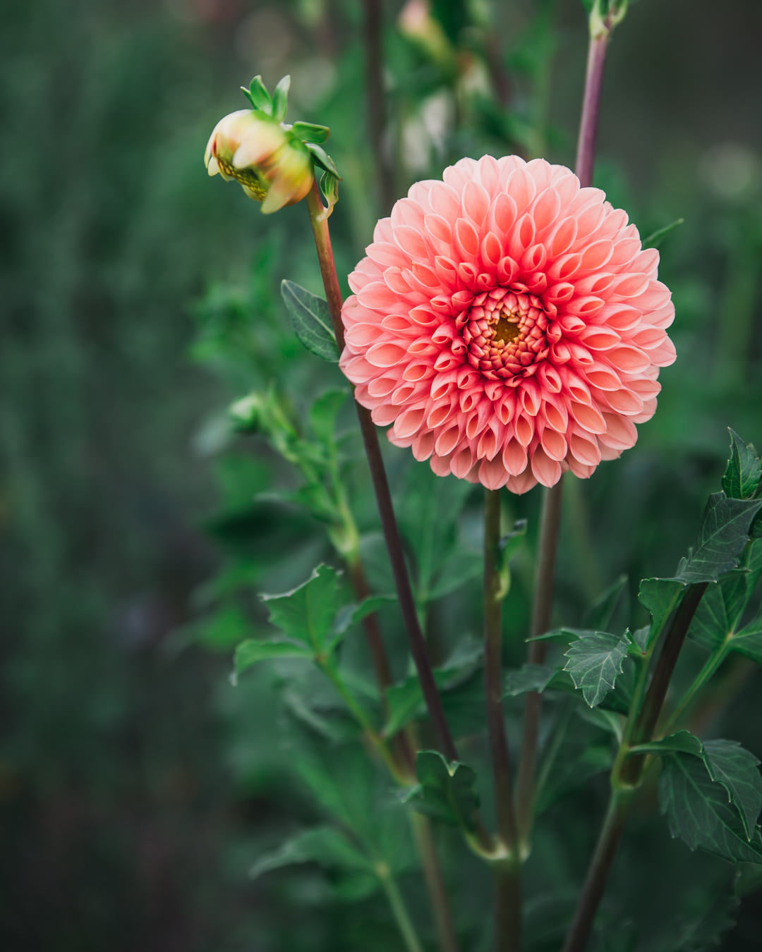 Dahlia Tuber Sale Jowey Linda