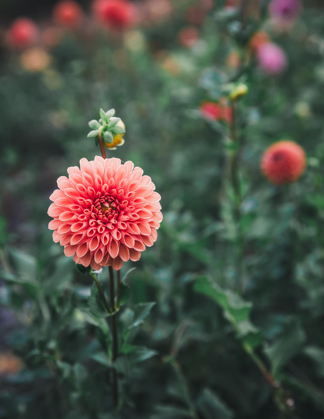 Dahlia Tuber Sale Jowey Linda