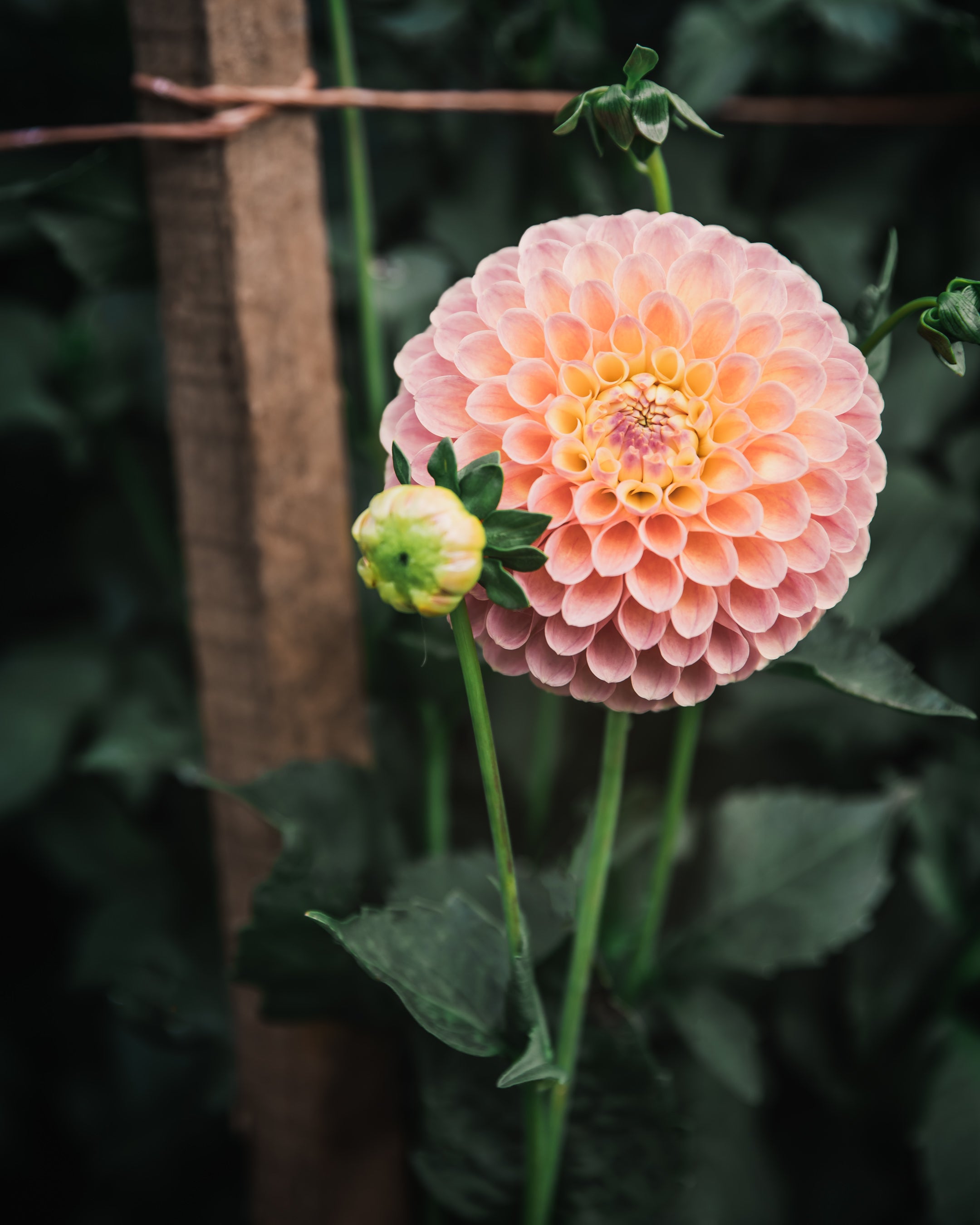 Dahlia Tuber Sale Jowey Paula