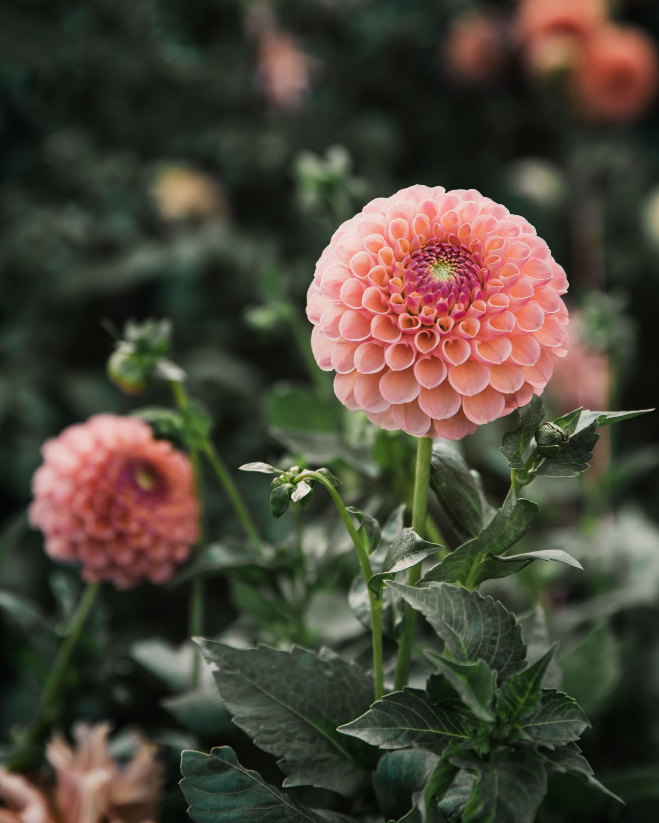 Dahlia Tuber Sale Jowey Paula