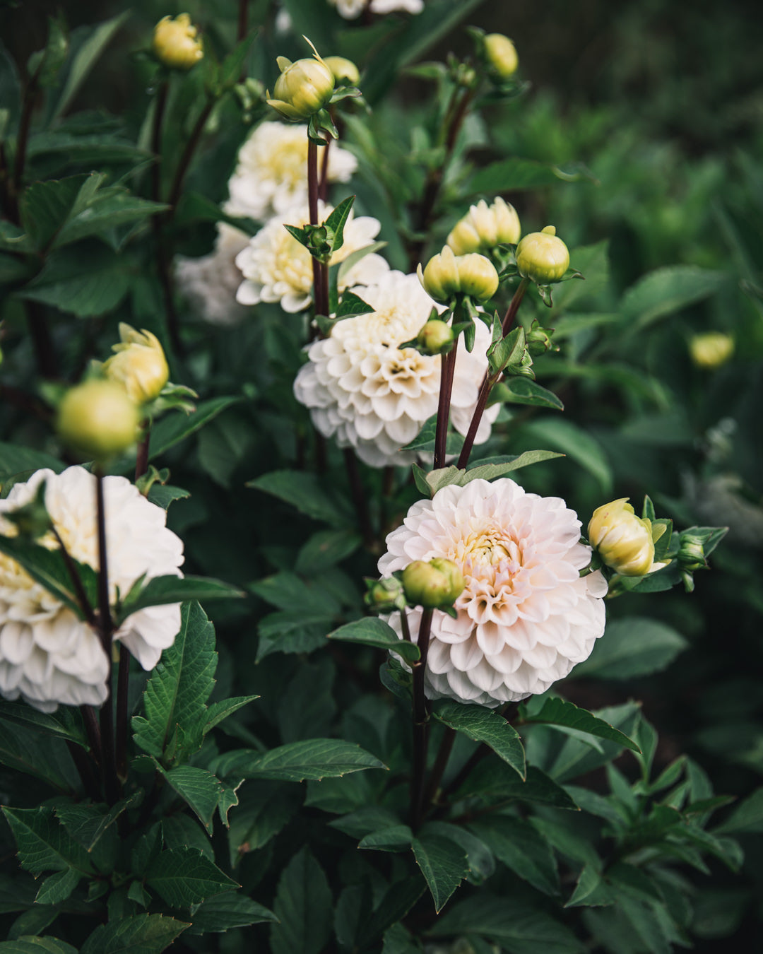 Dahlia Tuber Sale Kona