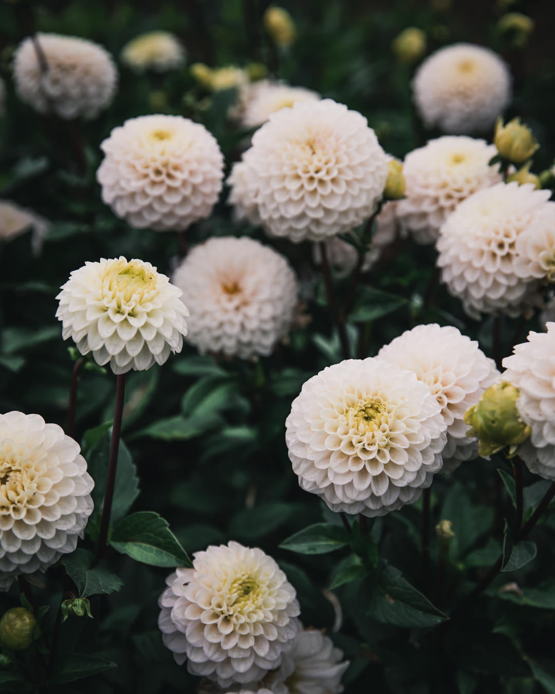 Dahlia Tuber Sale Kona