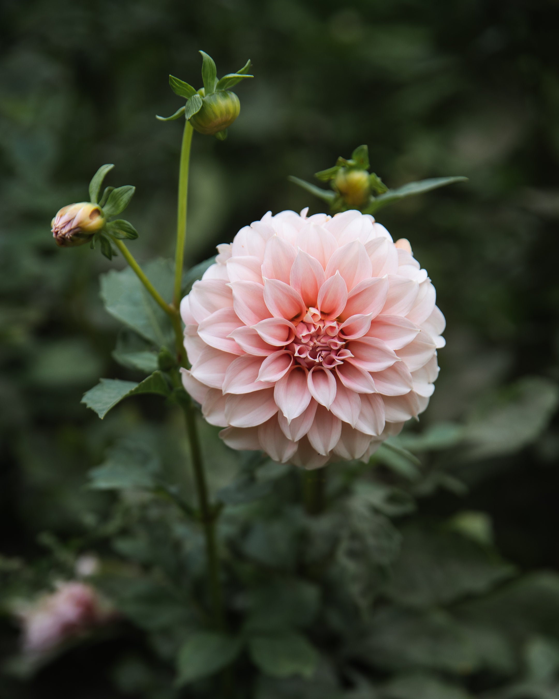 Dahlia Tuber Sale Peaches-N-Cream