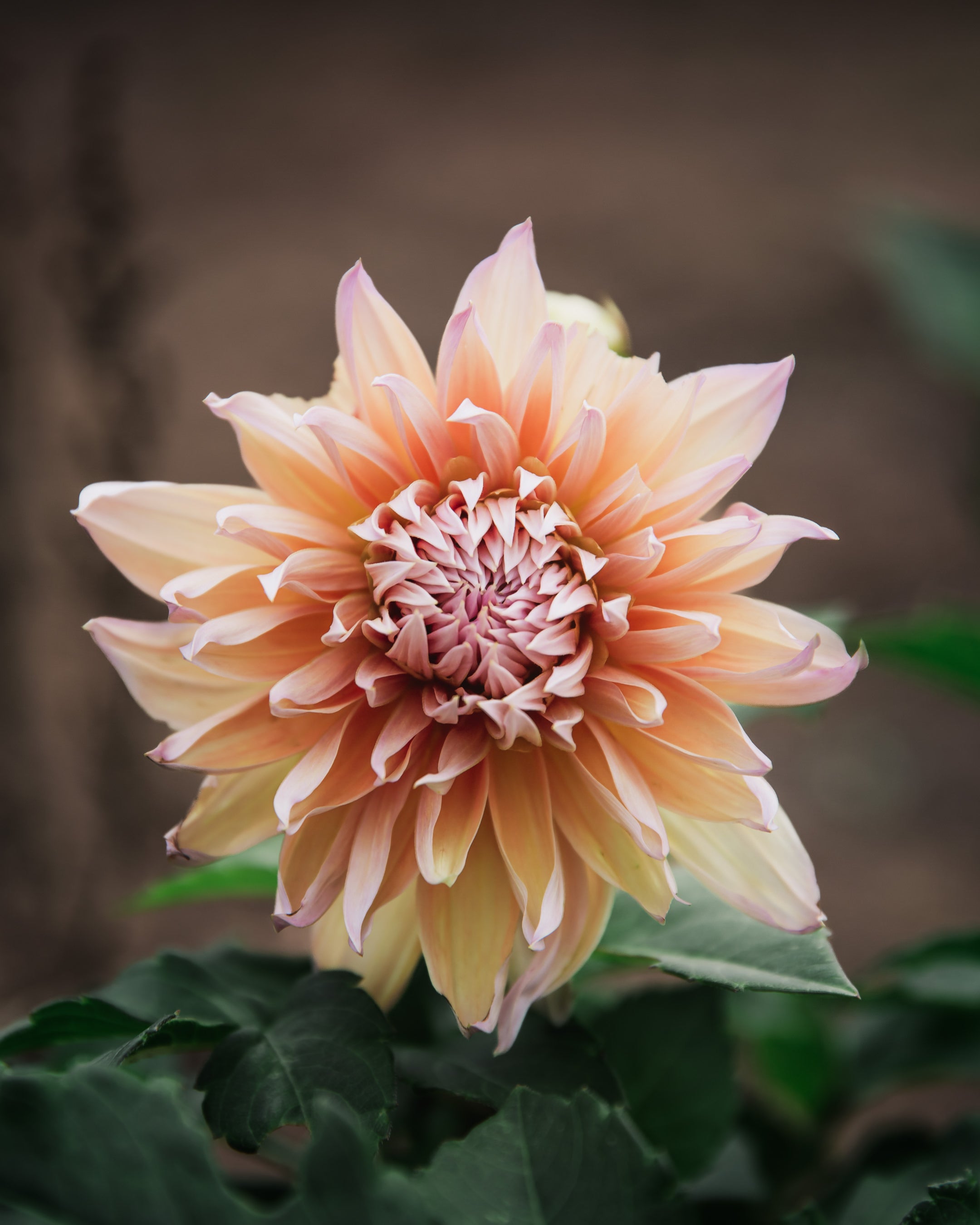 Dahlia Tuber Sherwood's Peach