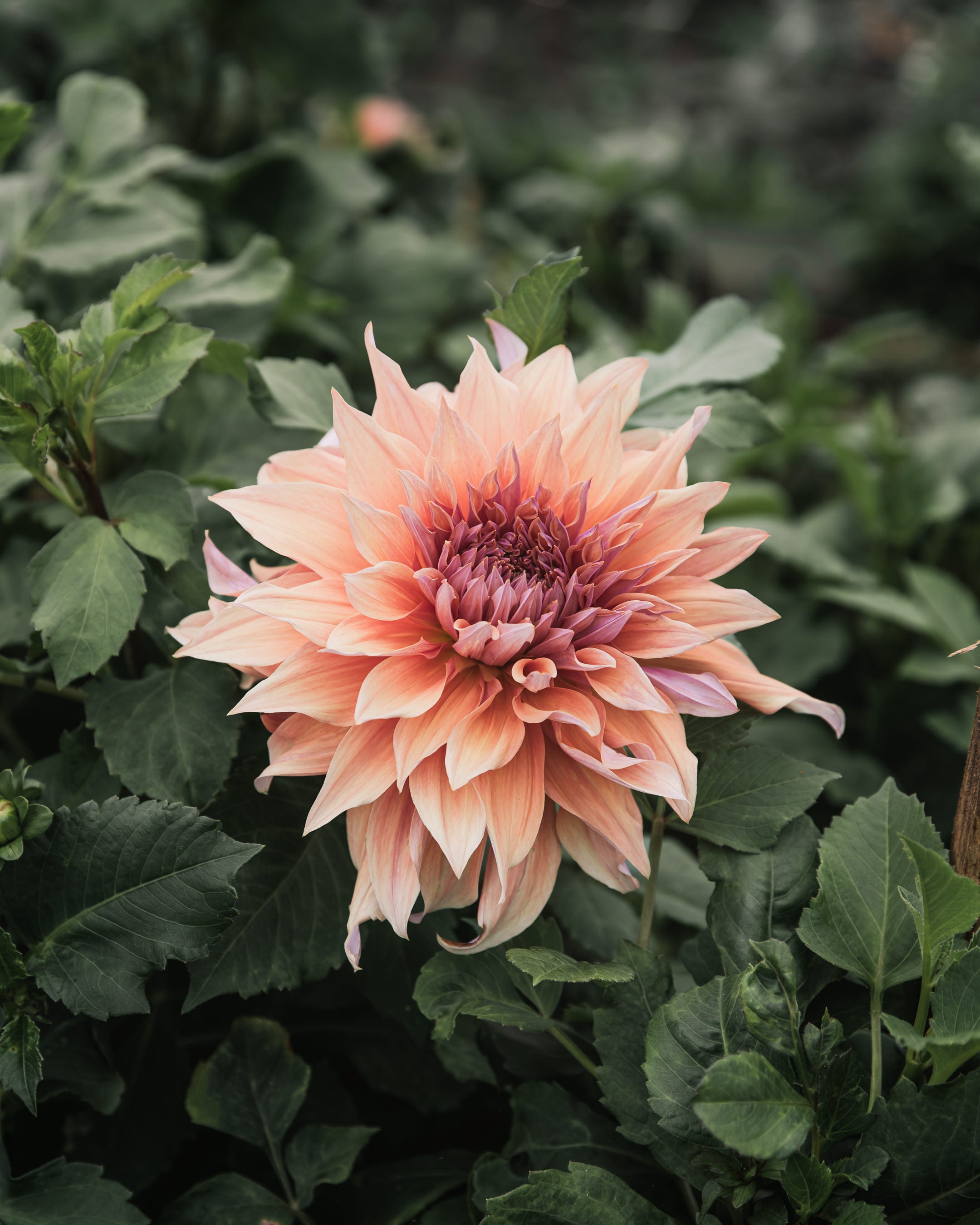 Dahlia Tuber Sherwood's Peach