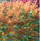 Amaranth 'Hot Biscuits'