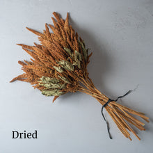 Amaranth 'Hot Biscuits'