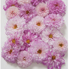 Cosmos 'Double Click Bicolor Pink'