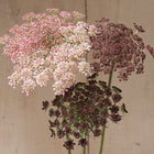 Chocolate Lace Flower 'Dara'