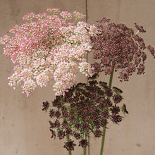 Chocolate Lace Flower 'Dara'