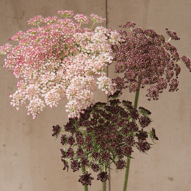 Chocolate Lace Flower 'Dara'