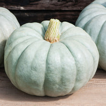 Pumpkin 'Jarrahdale'