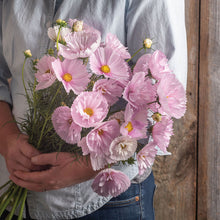 Cosmos 'Cupcakes Blush'