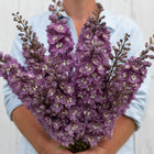 Delphinium 'Magic Fountains Lilac Pink White Bee'