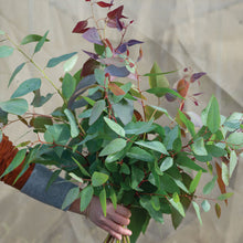 Eucalyptus 'E. tereticornis'