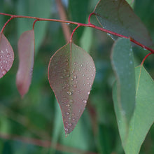 Eucalyptus 'E. tereticornis'