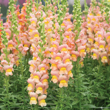 Snapdragon 'Antibes Apricot I'