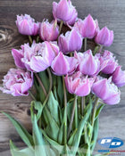 Tulip 'Great Barrier Reef'