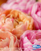 Tulip 'Henkie Penkie' (Mix includes Copper Image)