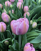 Tulip 'Katinka'