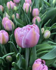 Tulip 'Katinka'