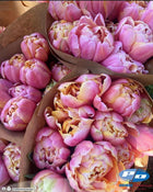 Tulip 'Pink Star'