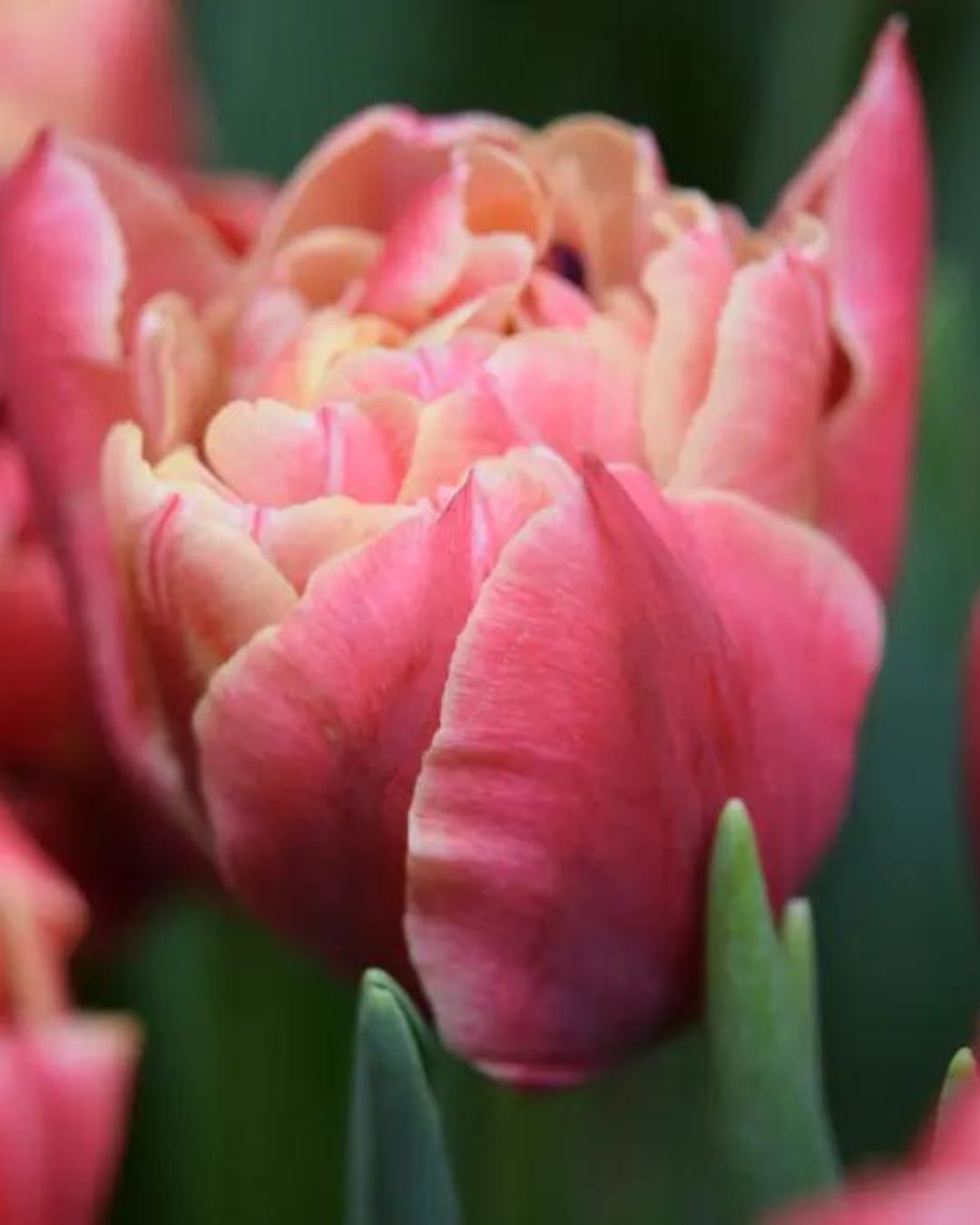 Tulip 'Verona Sunrise'