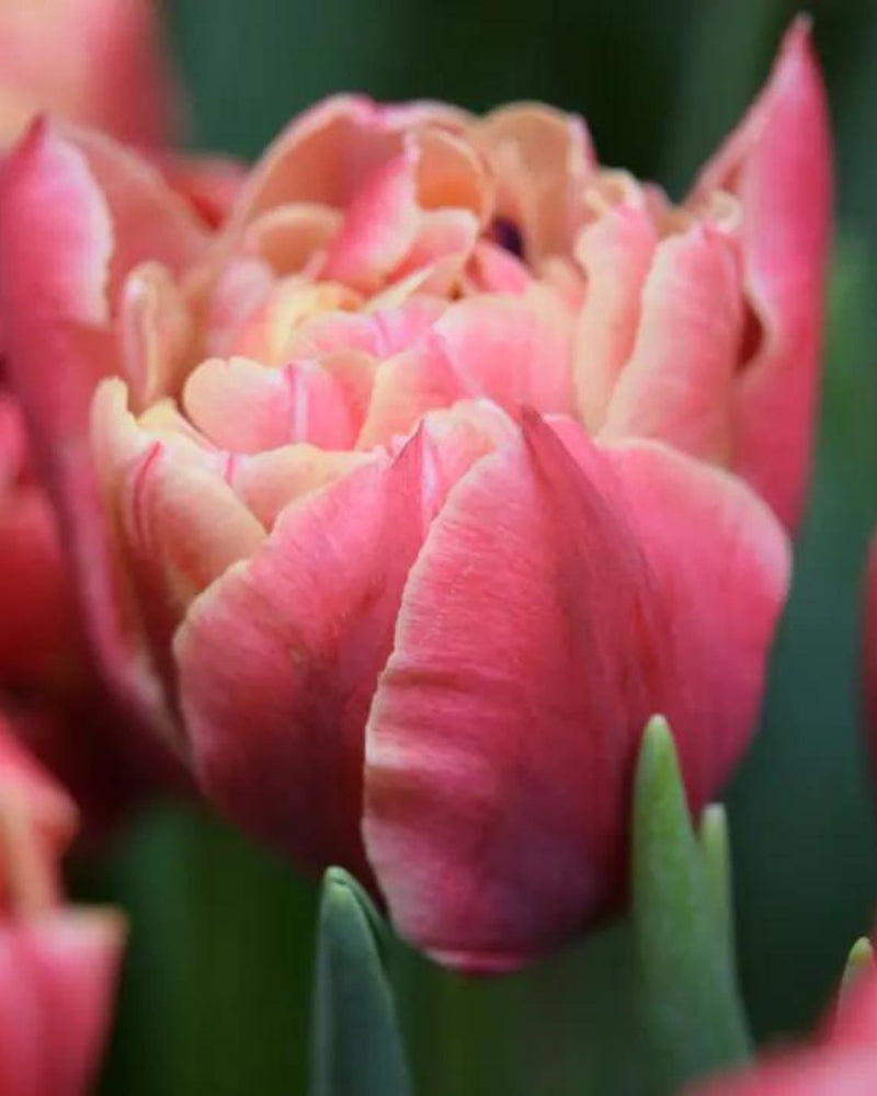 Tulip 'Verona Sunrise'
