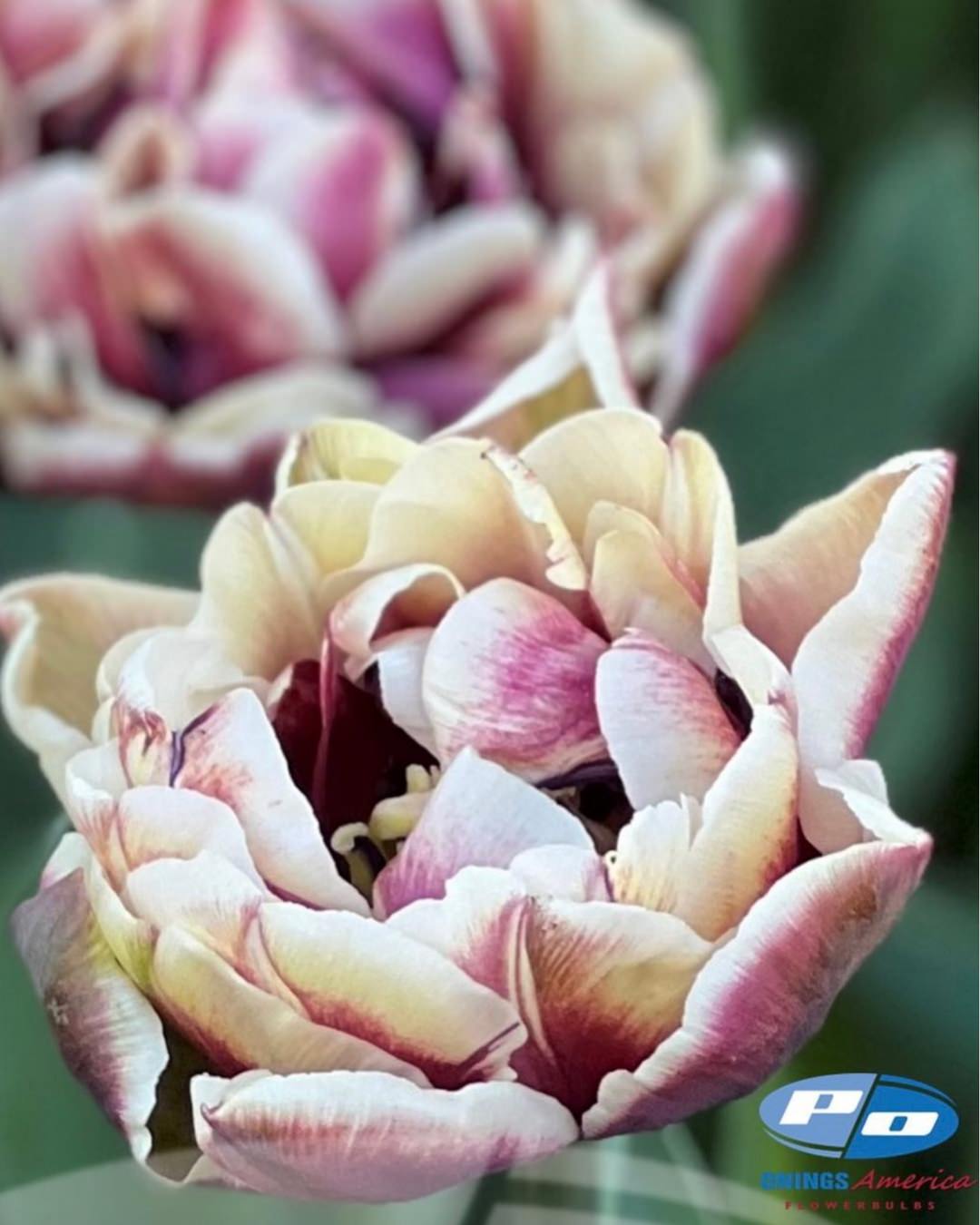 Tulip 'Wyndham'