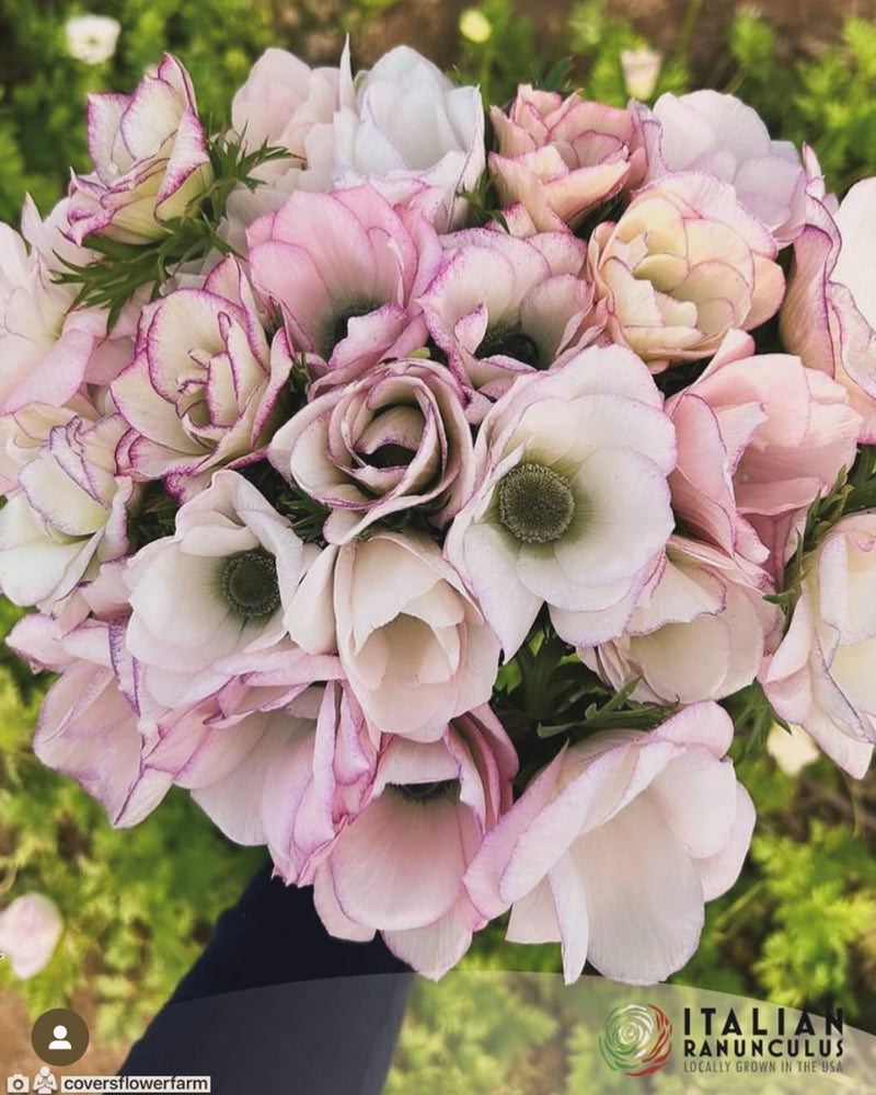 Anemone Italian Mistral Plus The Edge®