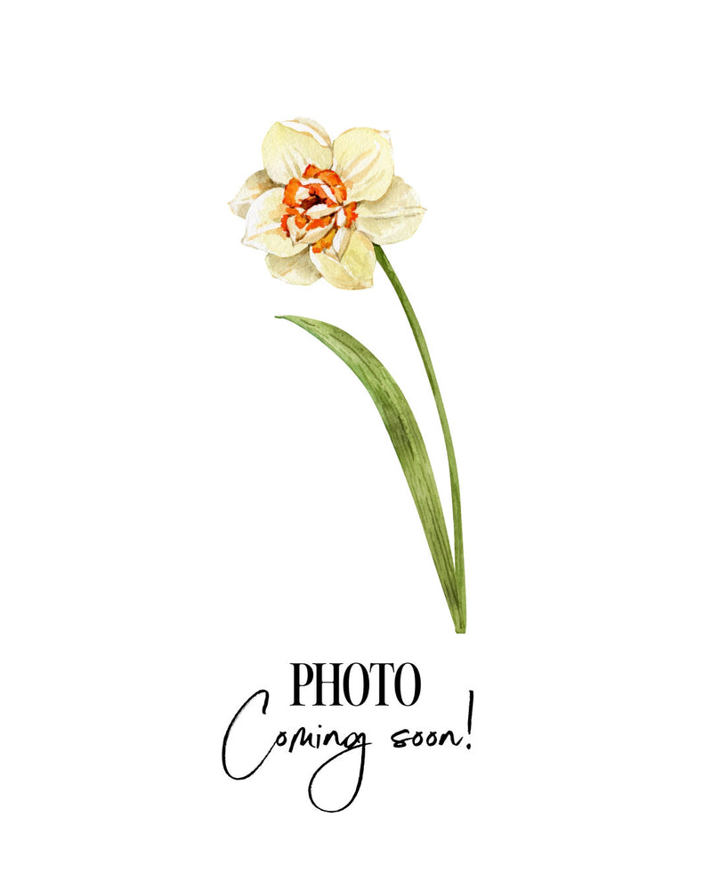 Narcissus 'Electrus'