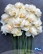 Narcissus 'Yosemite Valley'