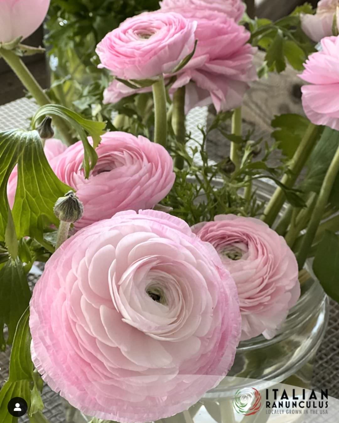 Ranunculus Italian Elegance Rosa Chiaro®
