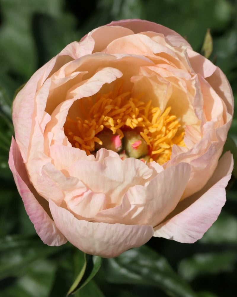 Peony 'King's Day' (3-5 eye)