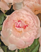Peony 'Alertie' (3-5 eye)