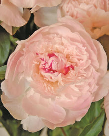 Peony 'Alertie' (3-5 eye)